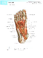 Sobotta  Atlas of Human Anatomy  Trunk, Viscera,Lower Limb Volume2 2006, page 385
